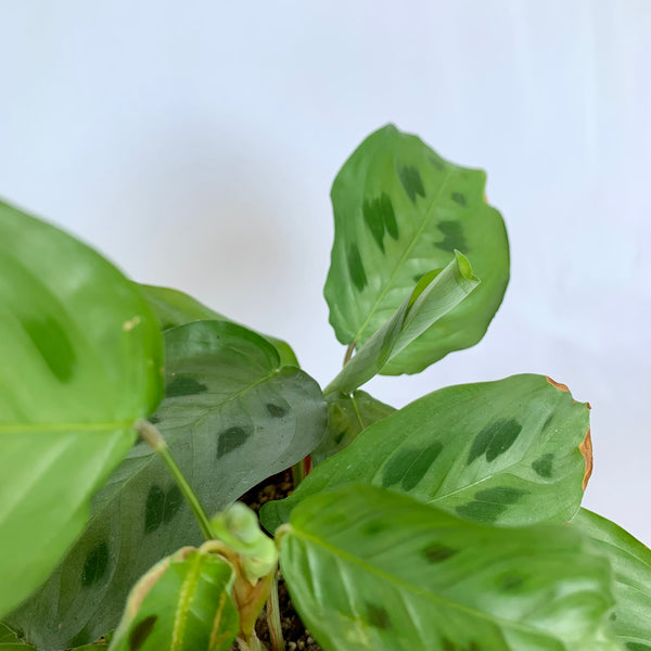 Maranta 'Leuconeura' - 4" Pot