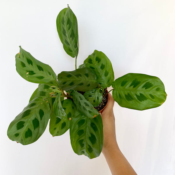 Maranta 'Leuconeura' - 4" Pot